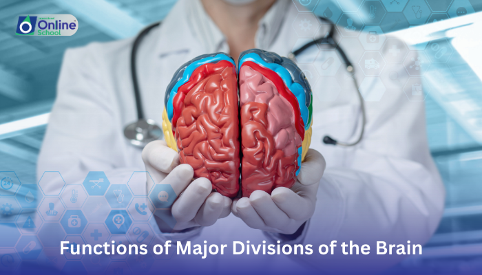 Lesson 18: Functions of Major Divisions of the Brain